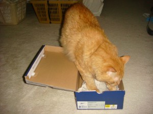 Tigger in a box